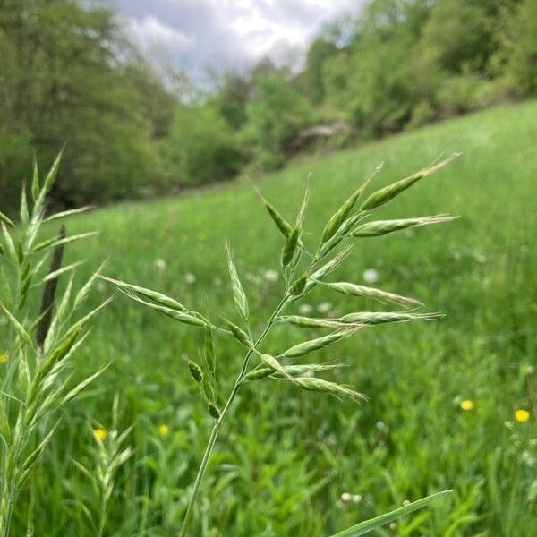 Bromus hordeaceus Flower