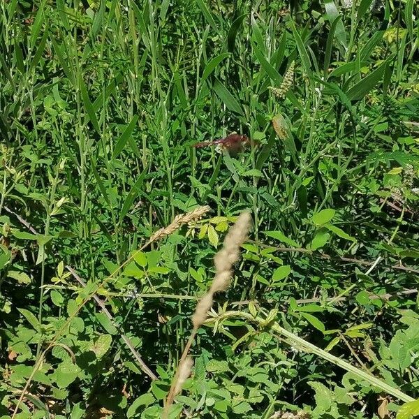 Eragrostis superba Leaf