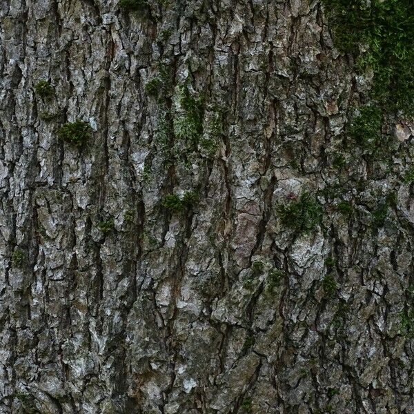 Carya illinoinensis Kôra