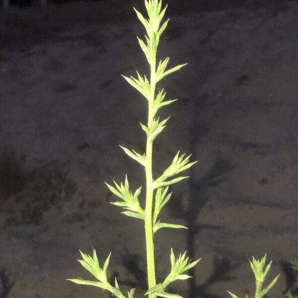 Salsola tragus Leaf