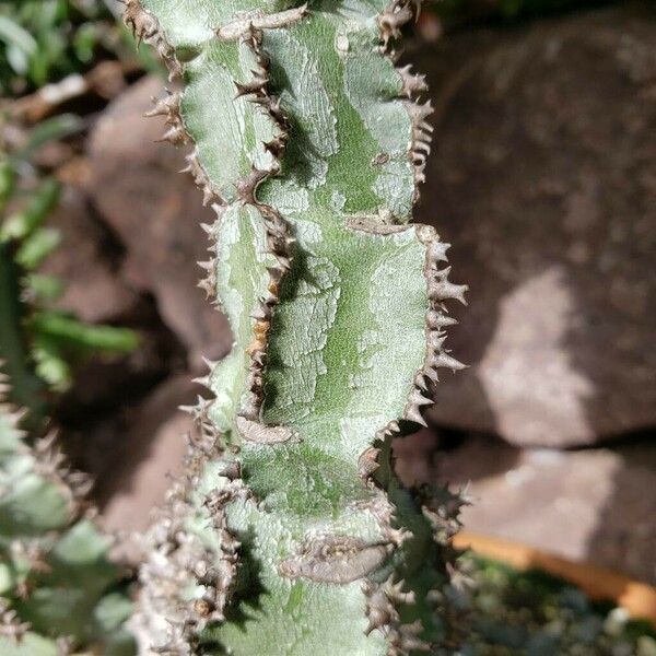 Euphorbia magnifica Rhisgl