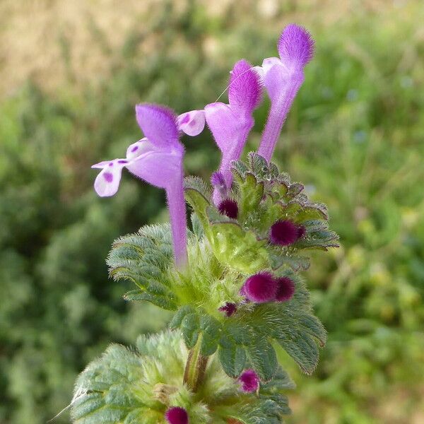 Lamium amplexicaule Květ