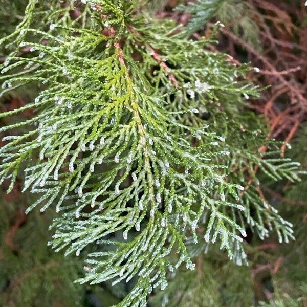 Chamaecyparis lawsoniana Leaf