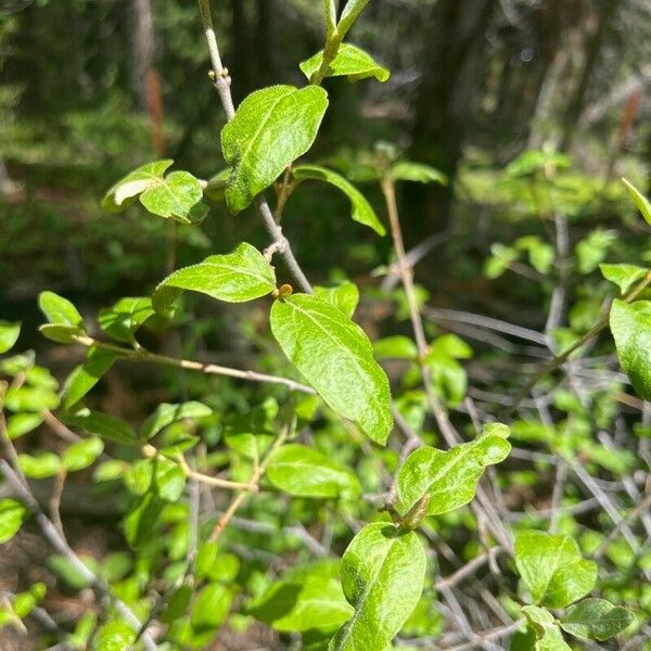 Shepherdia canadensis Leaf