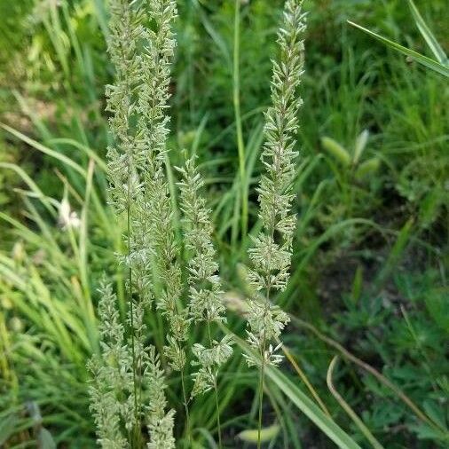 Koeleria macrantha പുഷ്പം