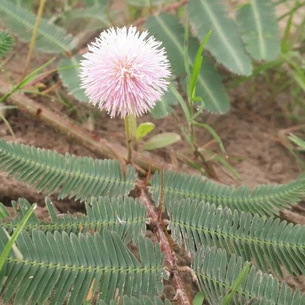 Mimosa pudica Цветок