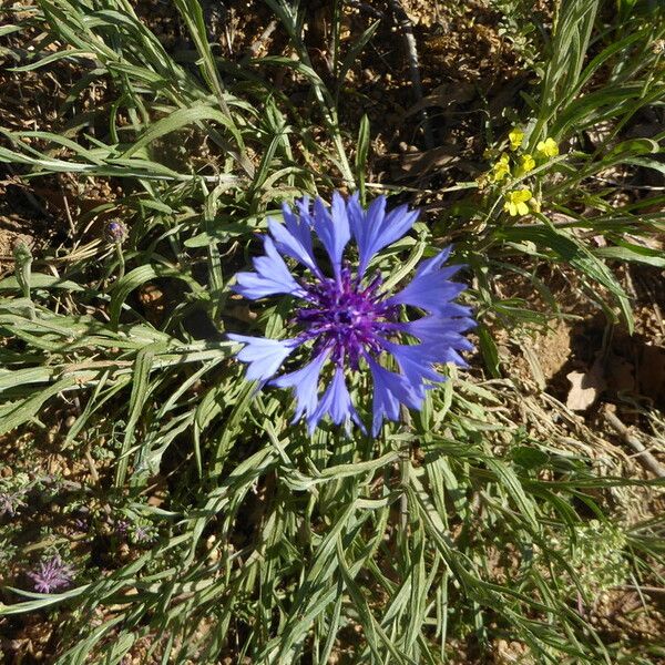 Centaurea cyanus Habit