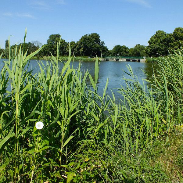 Phragmites australis Leht