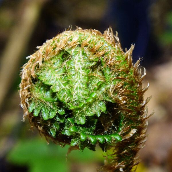 Polystichum braunii Yaprak