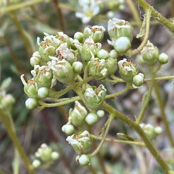 Clibadium surinamense Flower