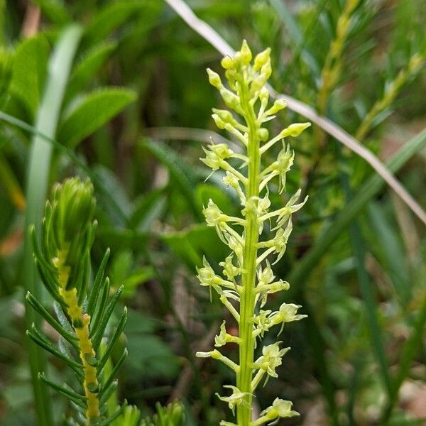 Malaxis monophyllos Flower