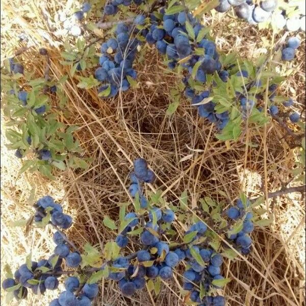 Vaccinium uliginosum Fruit