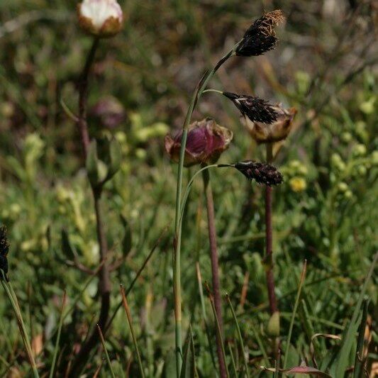 Carex atrofusca Habit