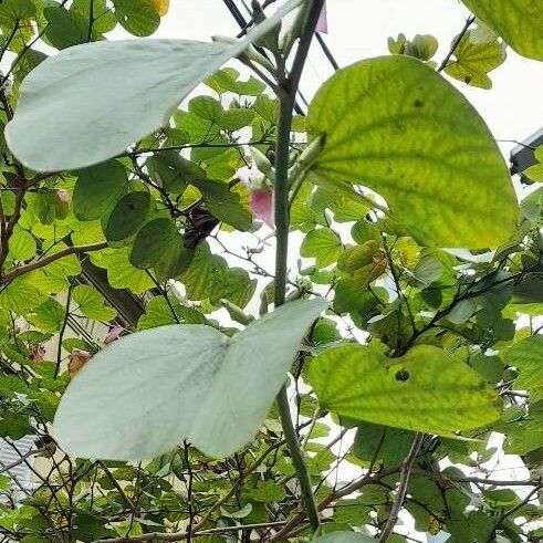 Bauhinia variegata Folha