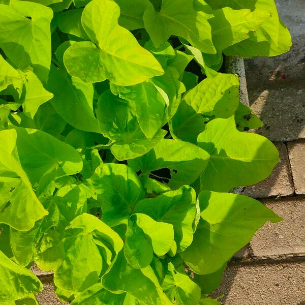 Ipomoea batatas Blad