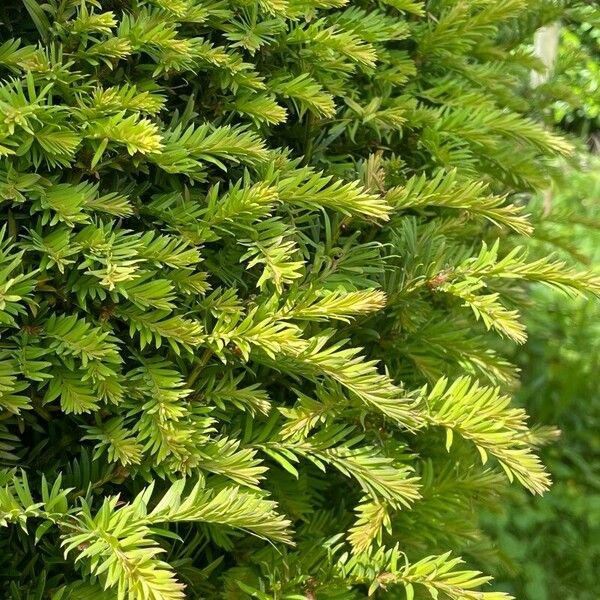 Taxus canadensis 葉