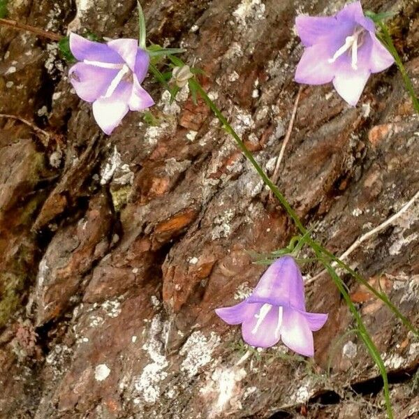 Campanula rotundifolia Fleur