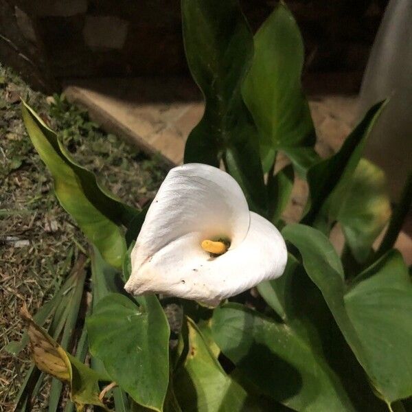 Zantedeschia aethiopica 花