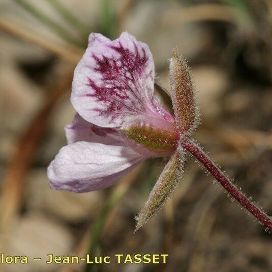 Erodium daucoides Flor