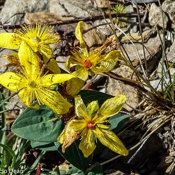 Hypericum richeri Flower