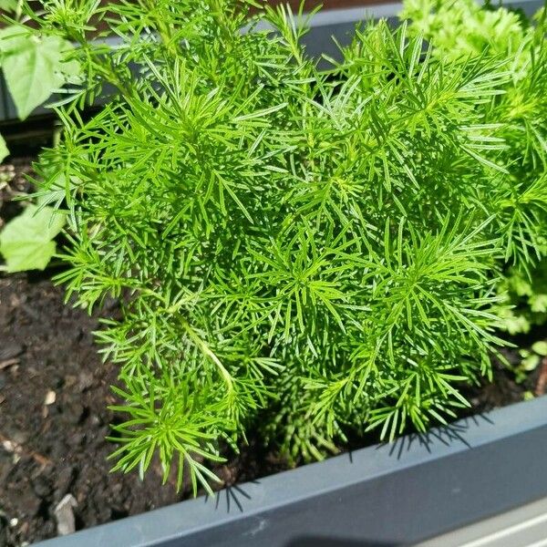 Tagetes filifolia Liść