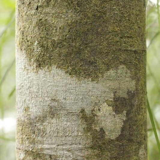 Guatteria citriodora Corteza