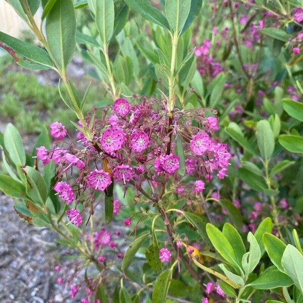 Kalmia angustifolia Flor