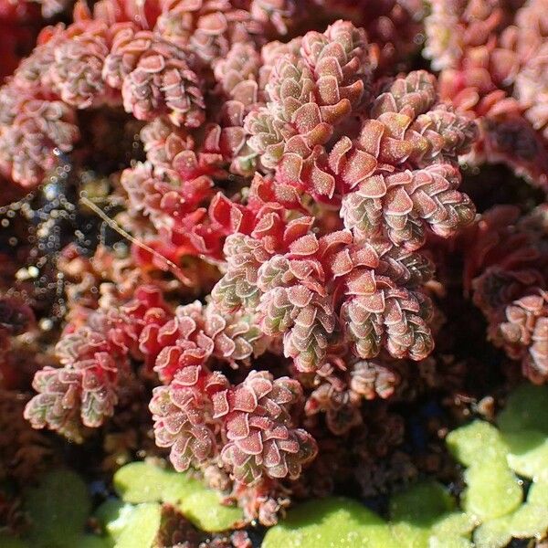 Azolla filiculoides Habit