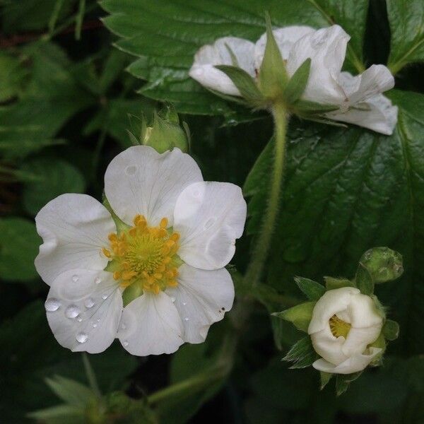 Fragaria × ananassa Bloem