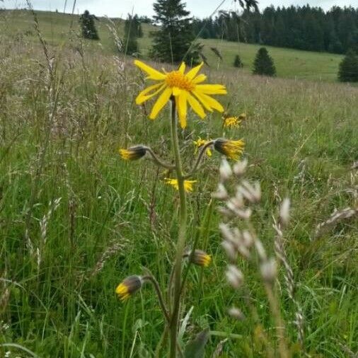 Arnica montana Λουλούδι