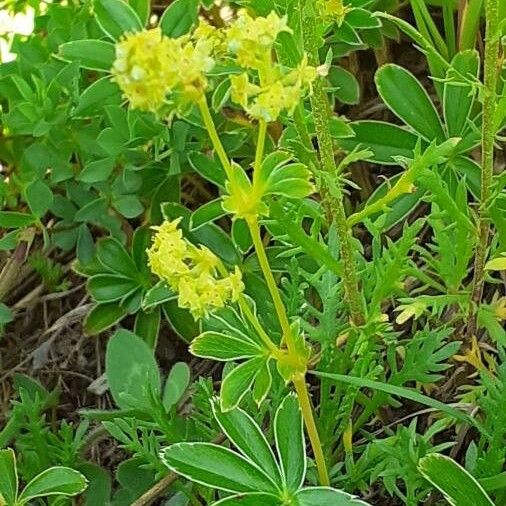 Alchemilla alpina Other