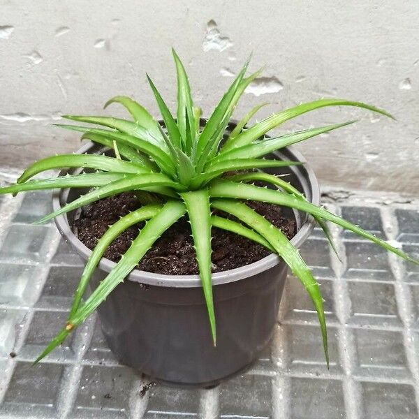 Dyckia brevifolia Leaf