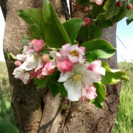 Malus sylvestris Virág