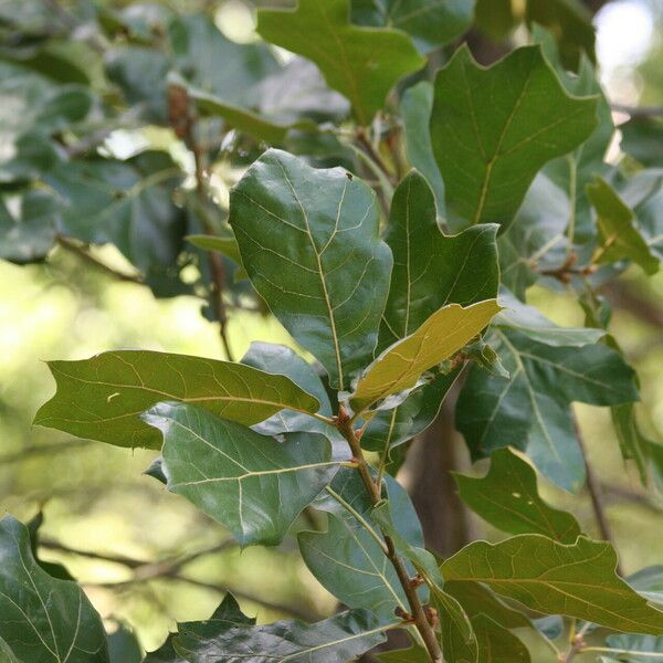 Quercus marilandica Leaf