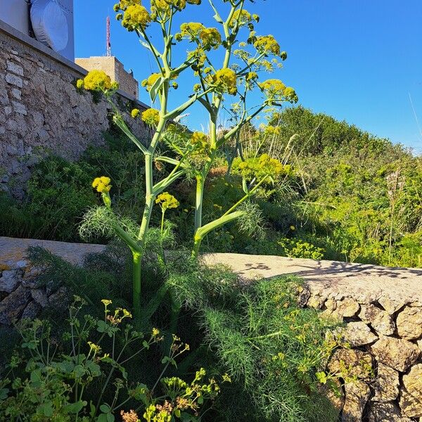 Ferula communis Pokrój