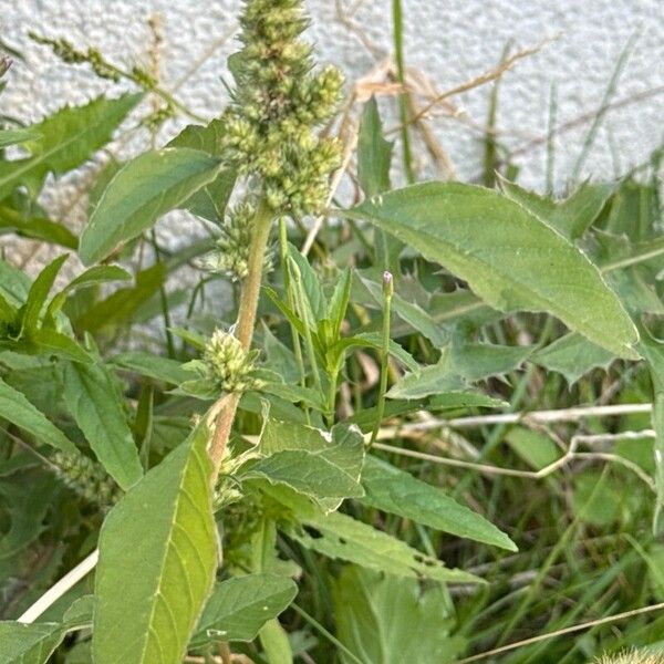 Amaranthus powellii Fruto