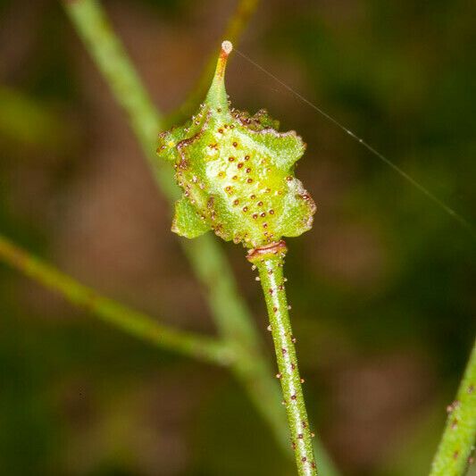 Bunias erucago ফল