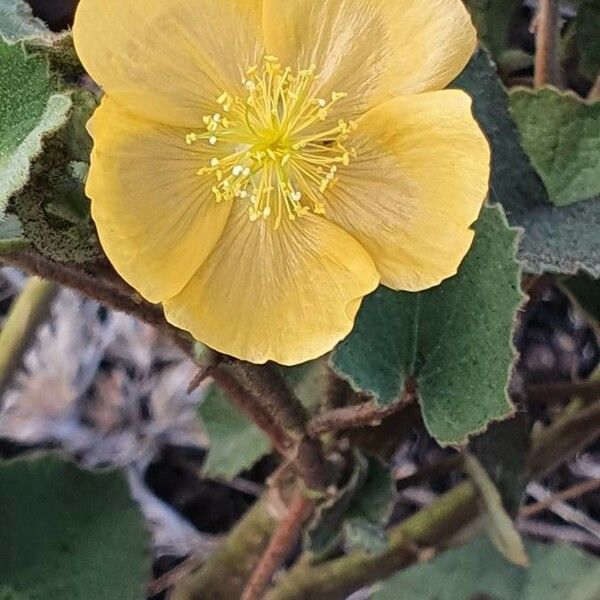 Abutilon mauritianum Blüte