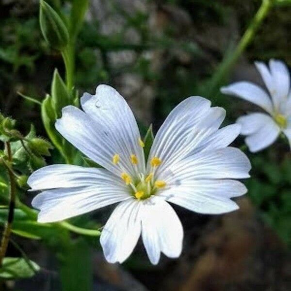 Rabelera holostea Blomma