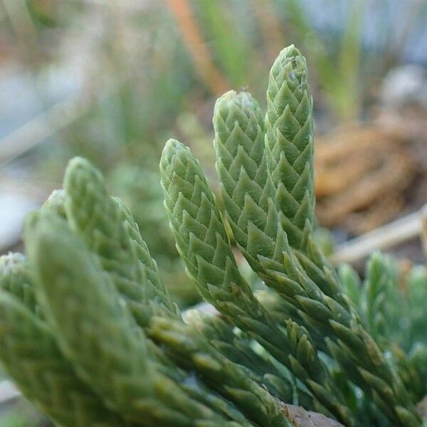 Lycopodium alpinum Deilen