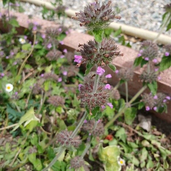 Clinopodium vulgare Celota