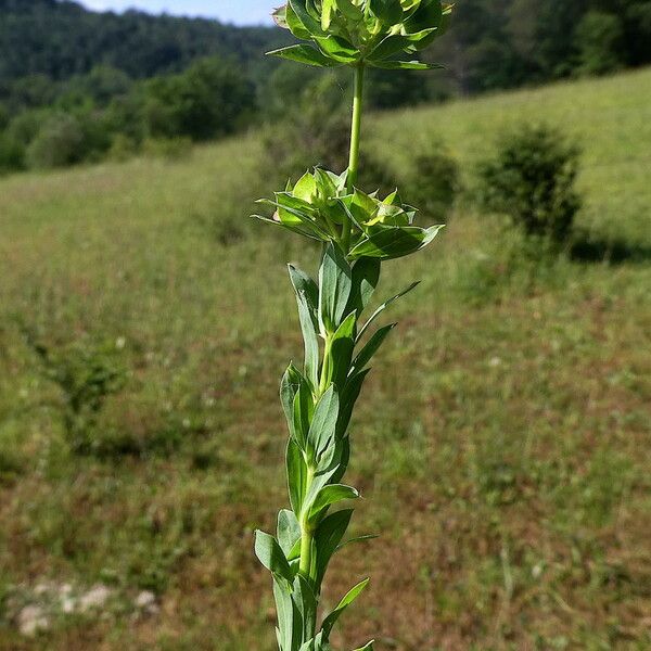 Euphorbia falcata Rinde