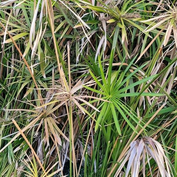 Cyperus alternifolius Leaf