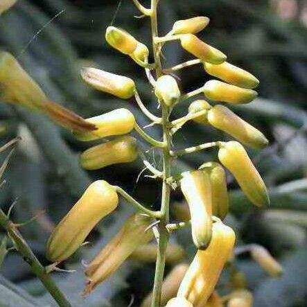 Aloe confusa Kukka