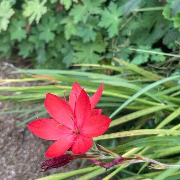 Hesperantha coccinea फूल