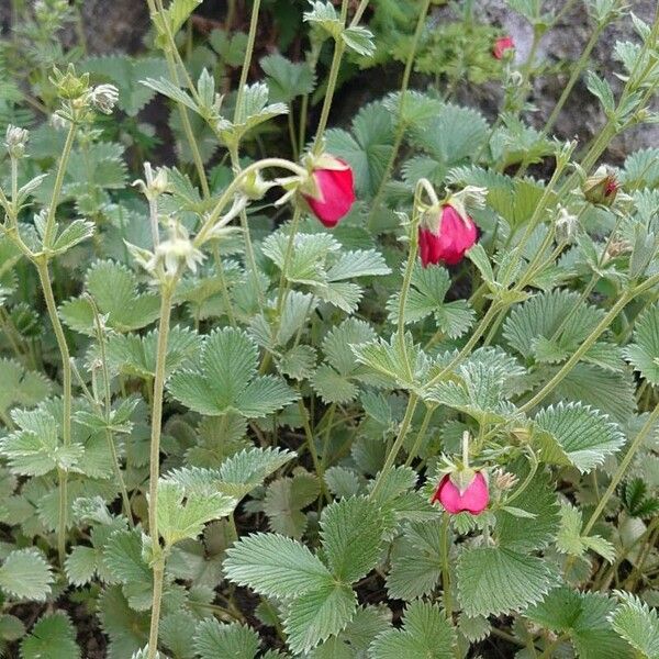 Potentilla nepalensis Pokrój