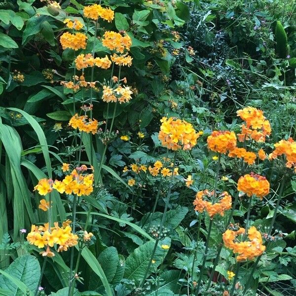 Primula bulleyana Fiore