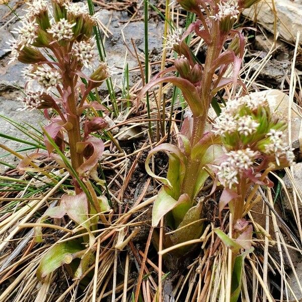 Petasites paradoxus Λουλούδι