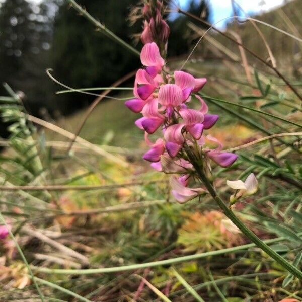 Onobrychis arenaria Flor