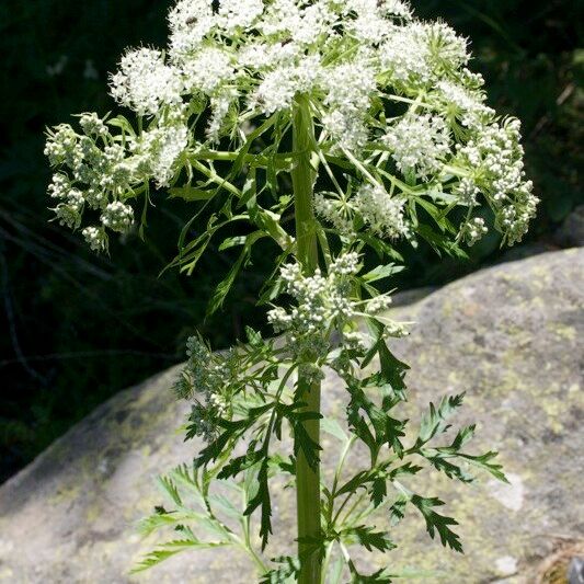 Pleurospermum austriacum Hábito